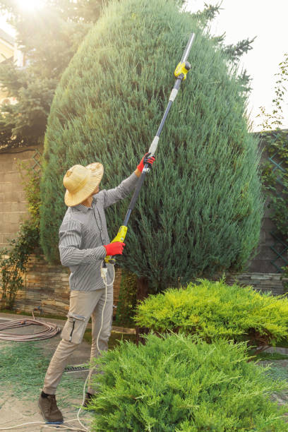 Best Lawn Disease Treatment  in Amboy, WA